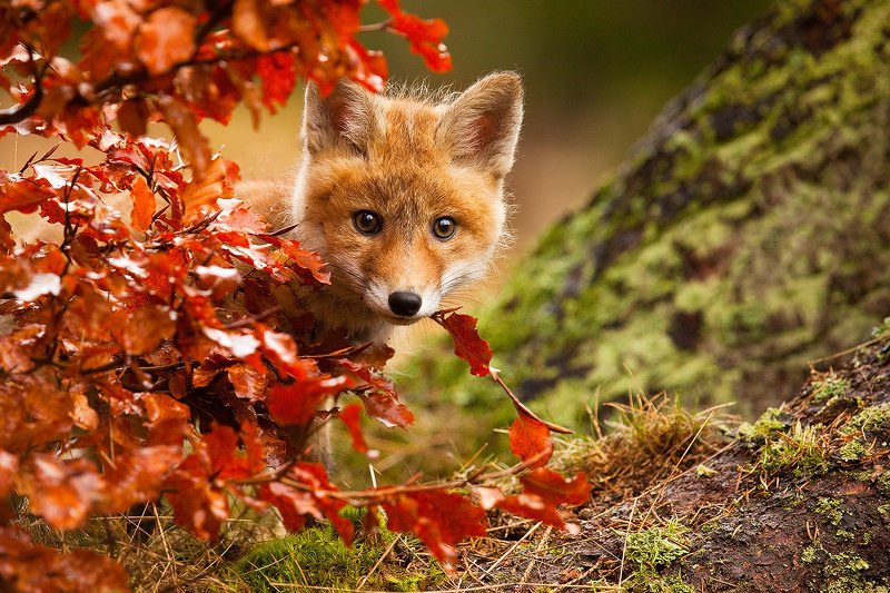 Fox фото превью