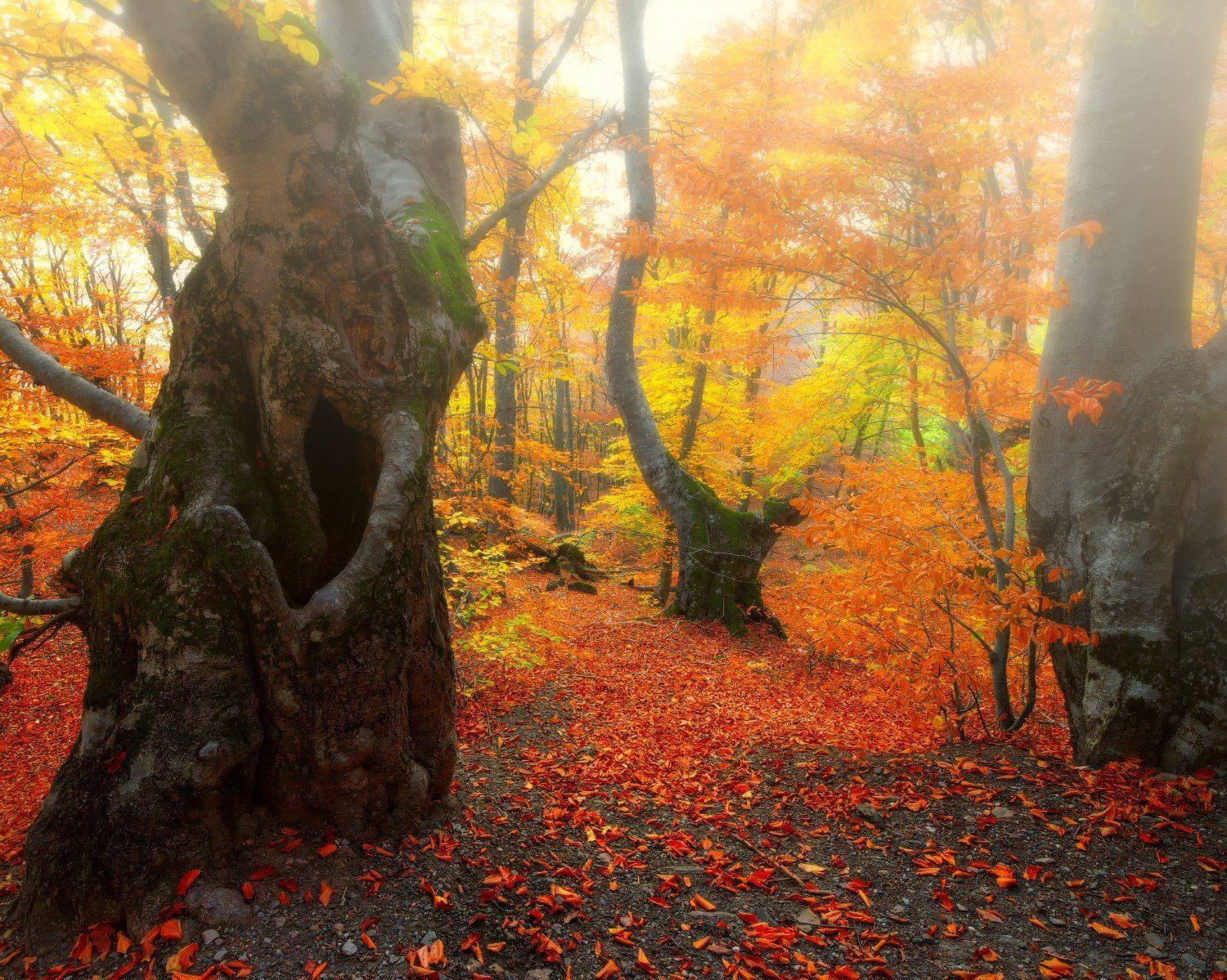 , Евгений Цап