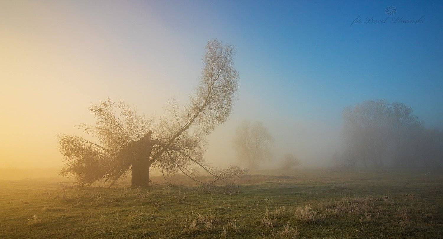 , Pawel Plucinski