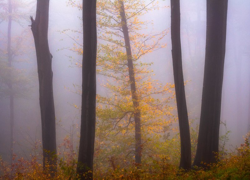 Yellow King фото превью