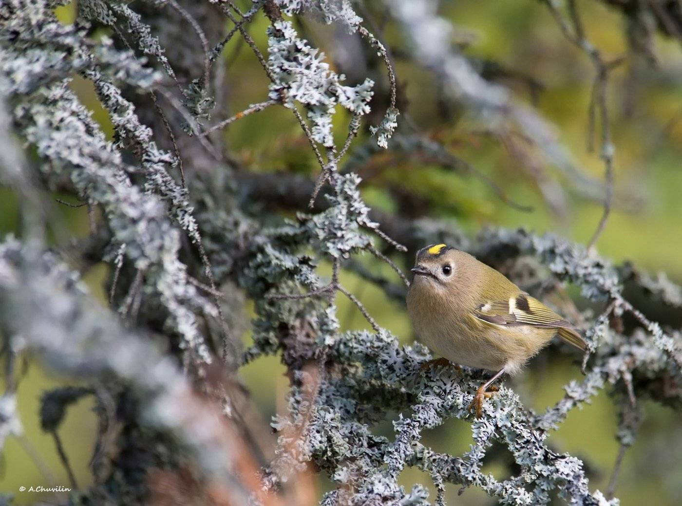 , Александр Чувилин