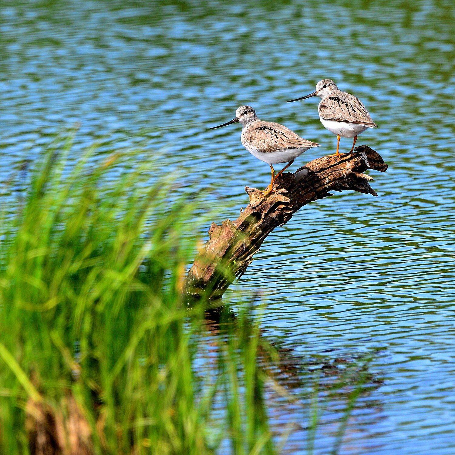 , Михаил Белоусов