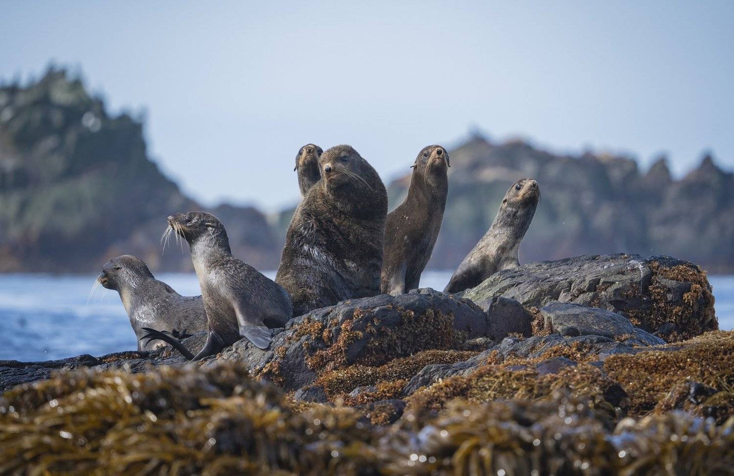 курилы, пейзаж, путешествия, природа, море, котики, лежбище, океан, морские котики, Алексей Романов