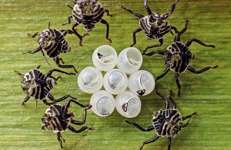 Alien Guards фото превью