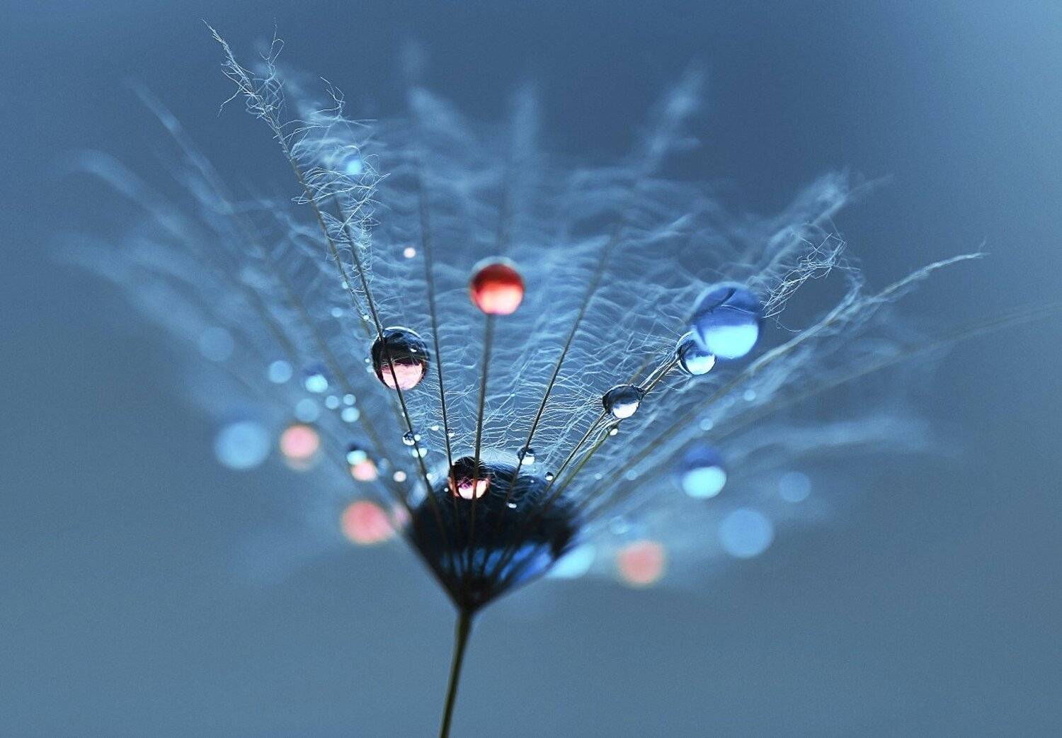 , Лапшина Владлена