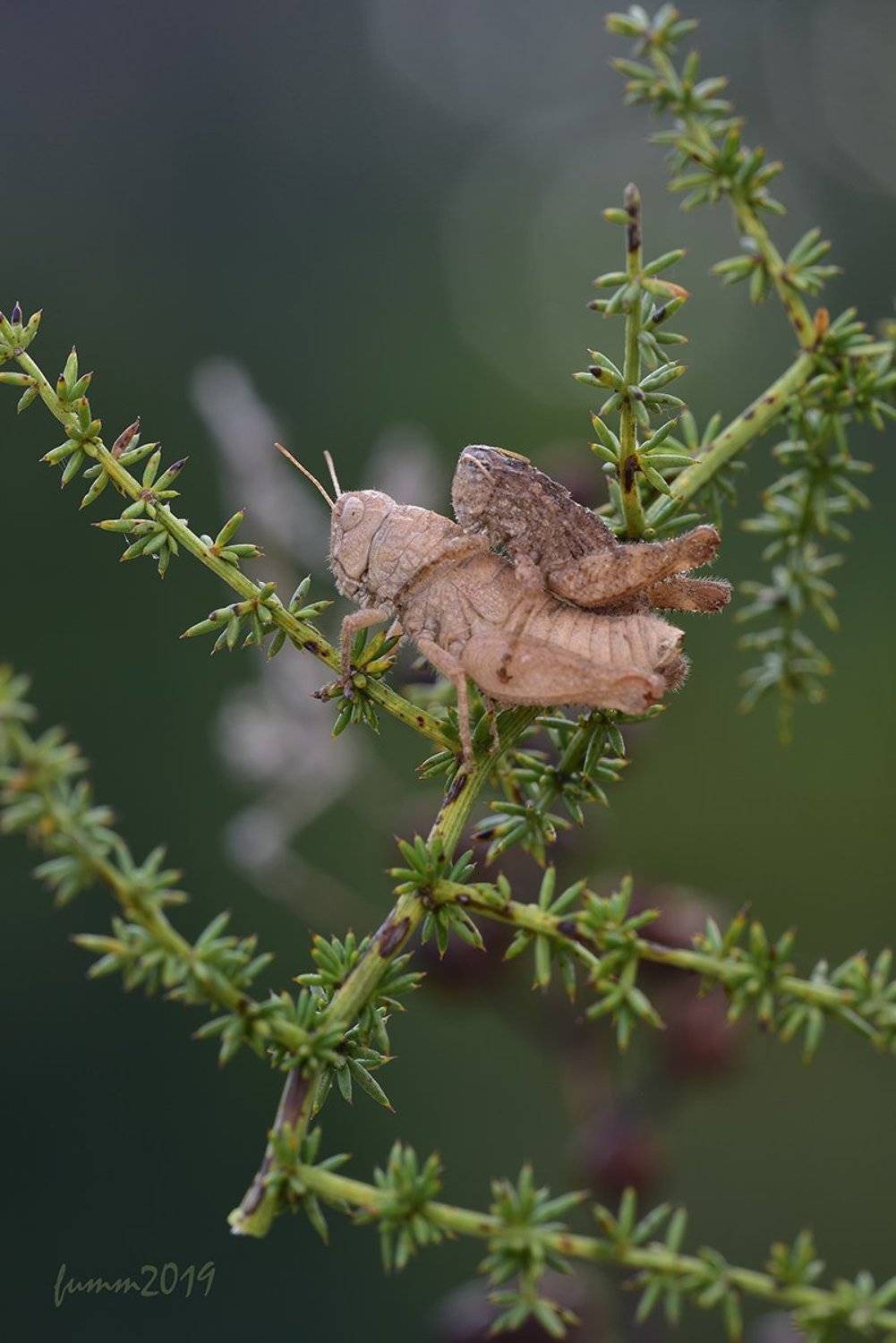 , Игорь ФУММ