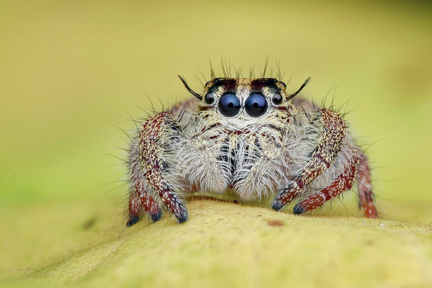 Hyllus jumping spider Handheld Focus stacking , Tran Tuan