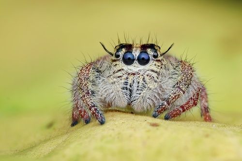 Hyllus jumping spider