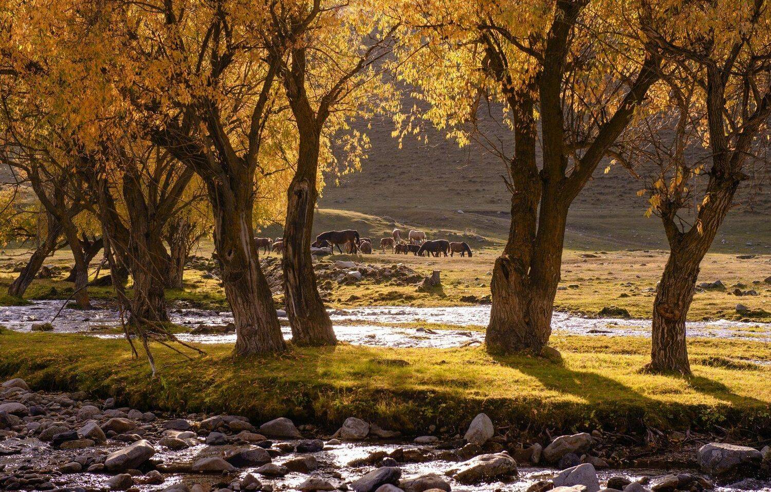 алтай. горный ручей., Марина Фомина