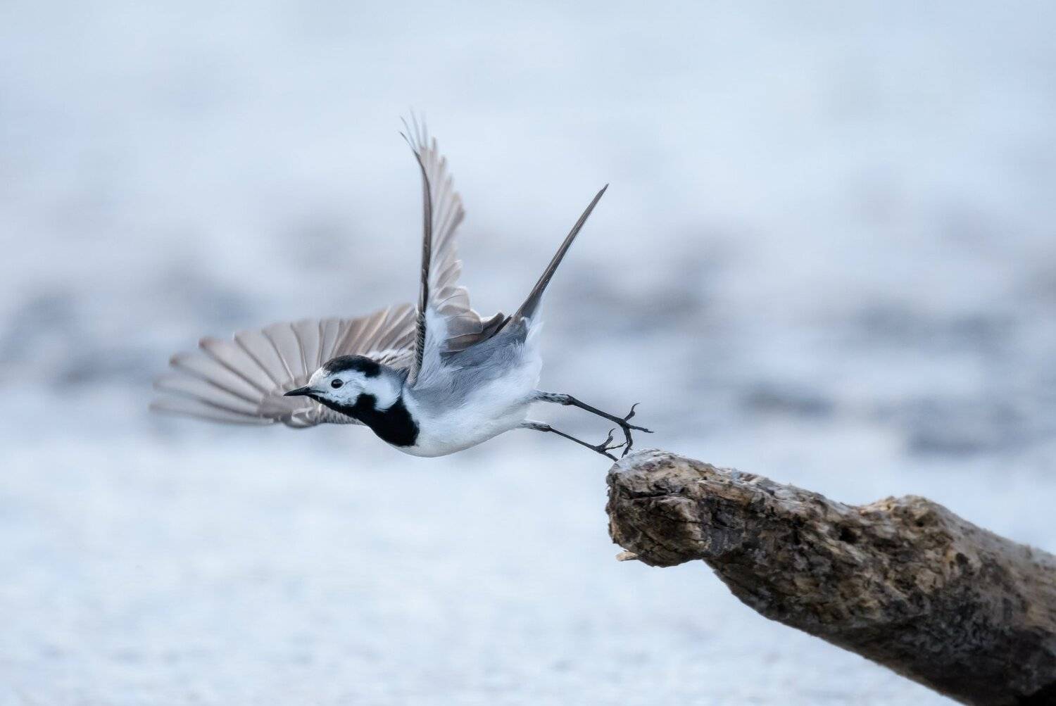 Москва река, трясогузка, белая трясогузка,Motacilla alba, вода, полёт, рывок, крылья, птица в полёте, весна, пасмурная погода, Ксения Соварцева