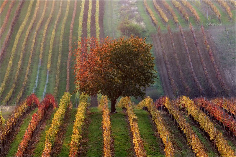 южная моравия,виноградники,пейзаж,čejkovické,линии,south moravian,lines,дерево,свет,czech,осень,чехия,landscapes, VINIC PODZIM фото превью
