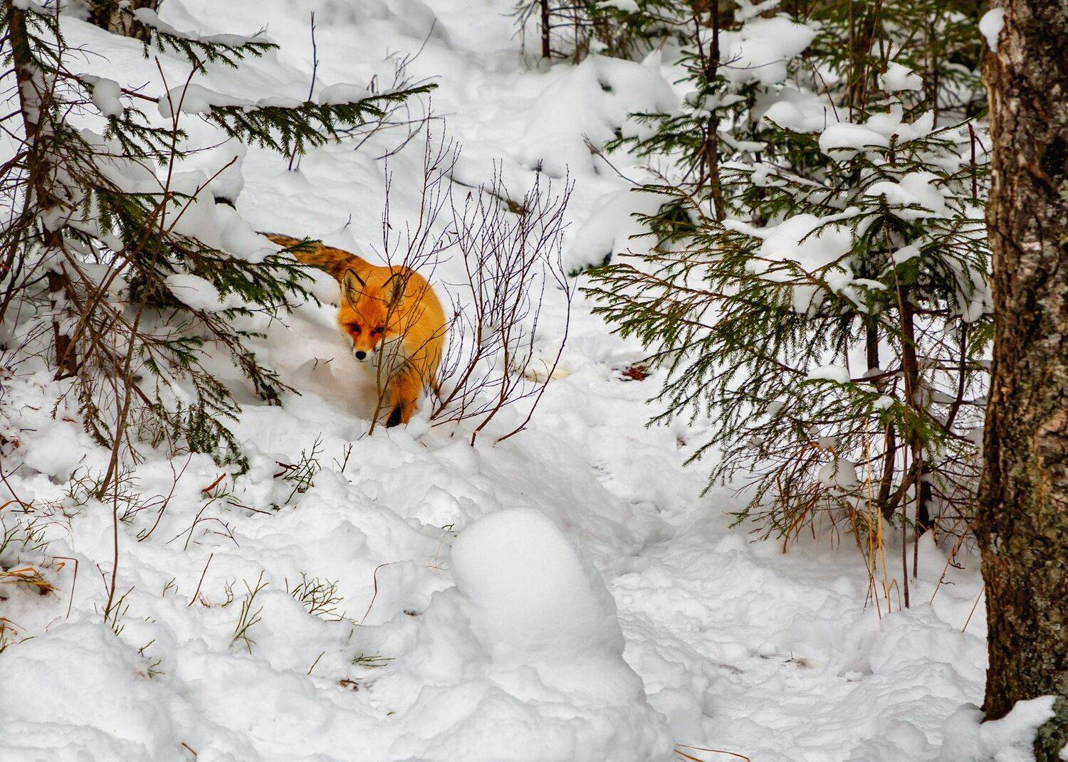 , Сергей Евдокимов