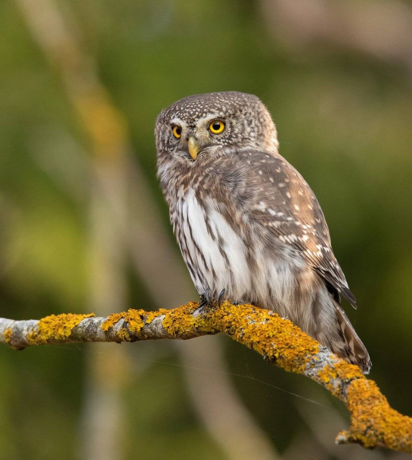 воробьиный сычик, птицы, сова,, Владимир Пакалевич