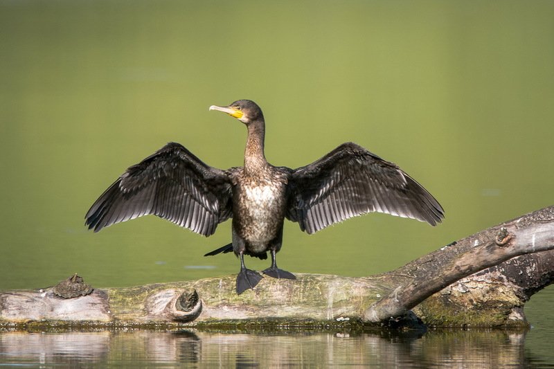 Баклановая классика фото превью