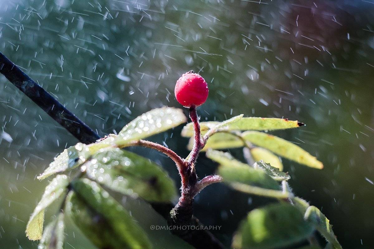 макро, цветы, природа, макромир, макросъёмка, гелиос44_2, осень, солнце, растение, , Дмитрий Гусалов