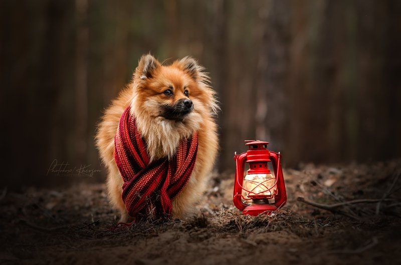 собака, анималистика,  лес, портрет В лесу фото превью