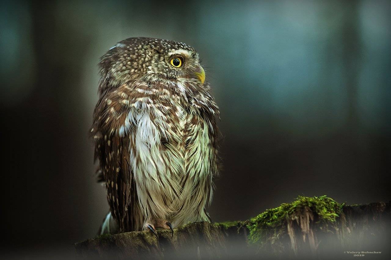 , Валерий Субачев