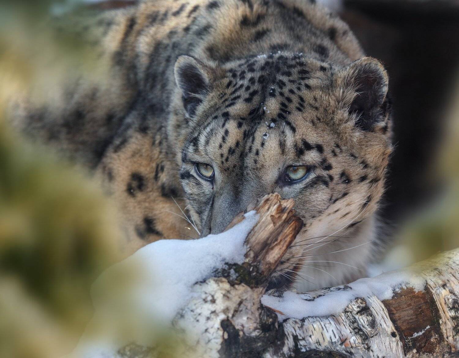 снежный барс, Олег Богданов