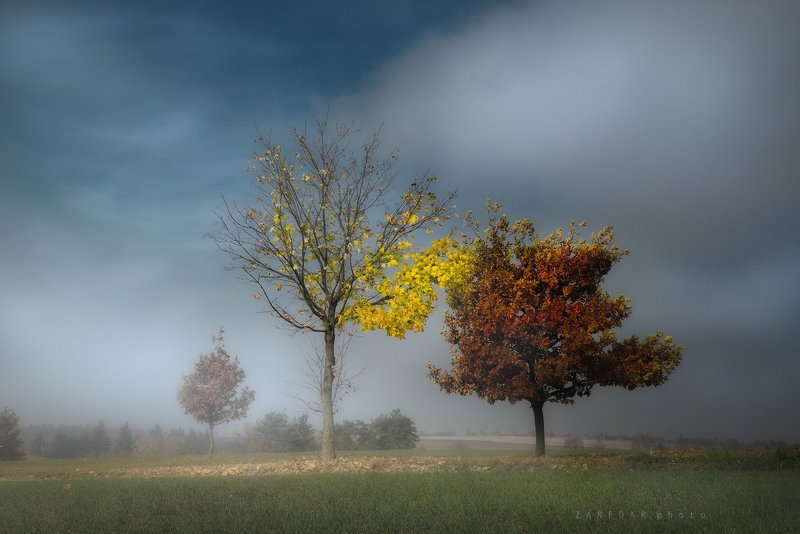 осень , zanfoar,czech republic,bohemia,moravia,nikon d750,деревья, пейзаж, туман,чехия Осень фото превью