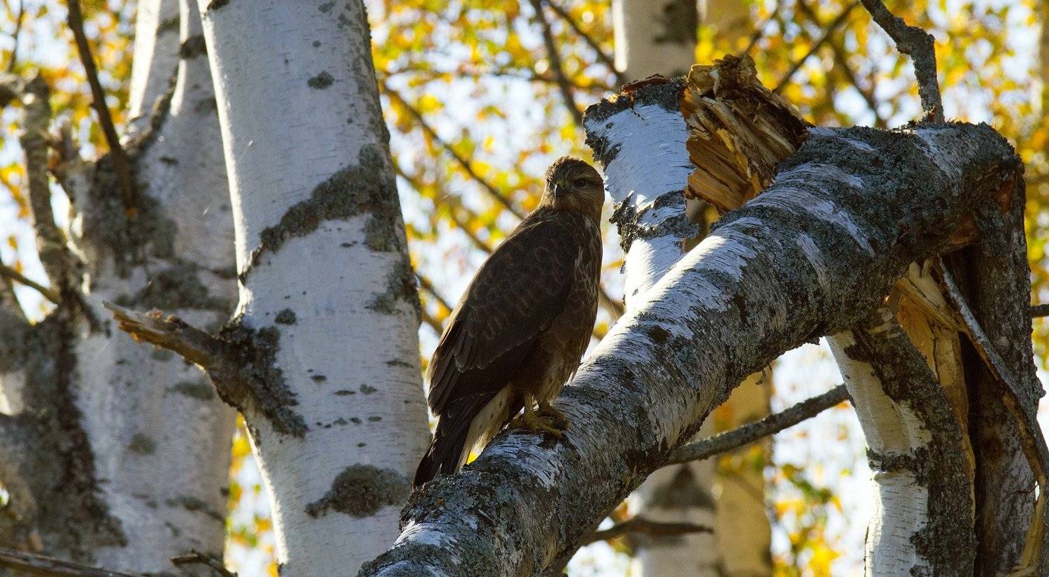 , Герман Корнилов