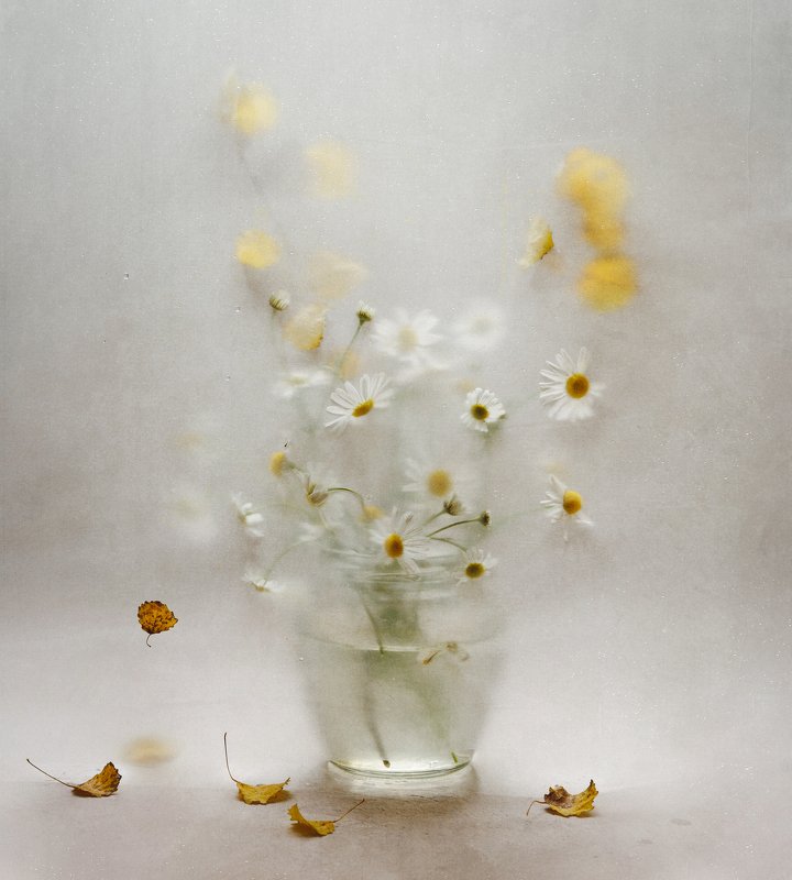 ромашки октября фото превью