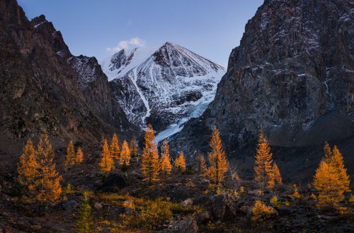 Зажигая лиственницы