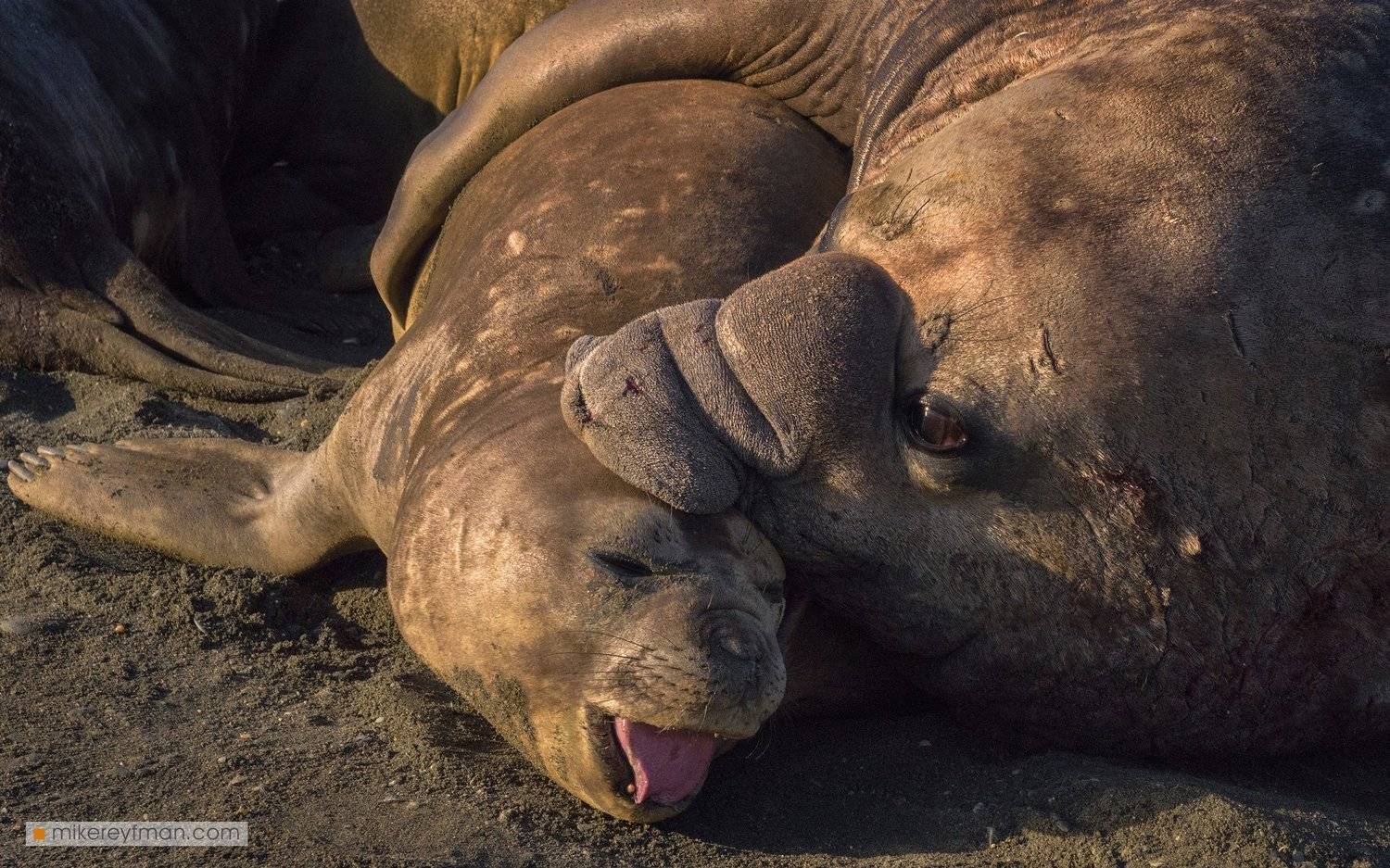 falkland island, islas malvinas, king penguin rockhopper penguin, elephant seal, magellanic penguin, macaroni penguin, gentoo penguin, black-browed albatross, southern giant petrel, Майк Рейфман