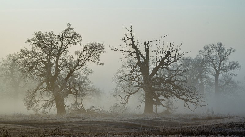 Frosty morning фото превью