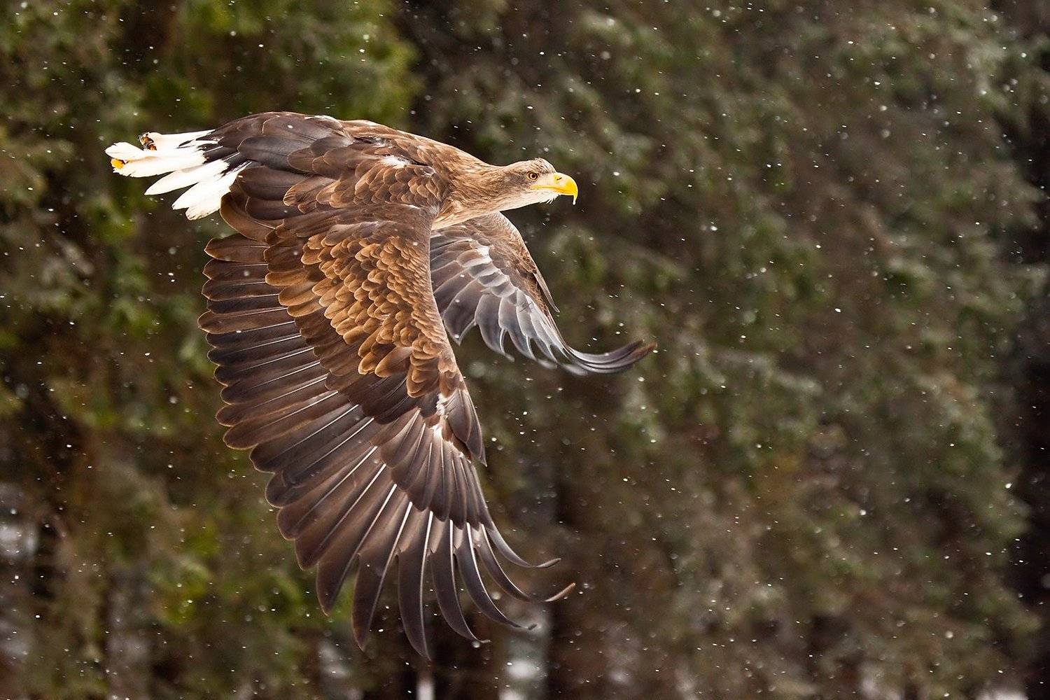 Sea Eagle. Автор: Robert Adamec , Robert Adamec