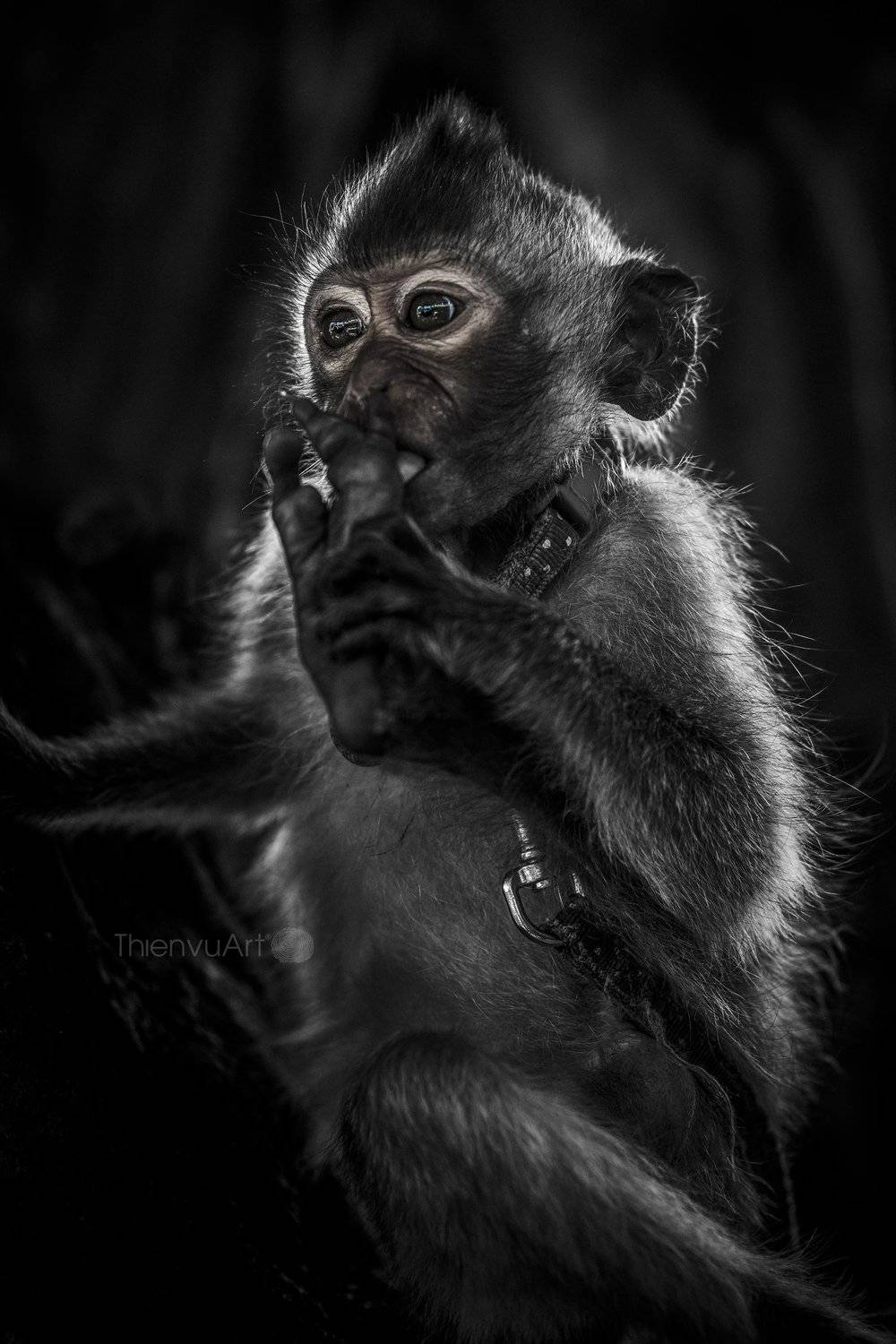 #animal, Thien Vu Vu