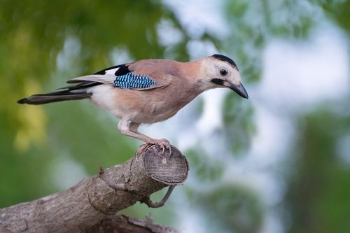Летнее утро сойки