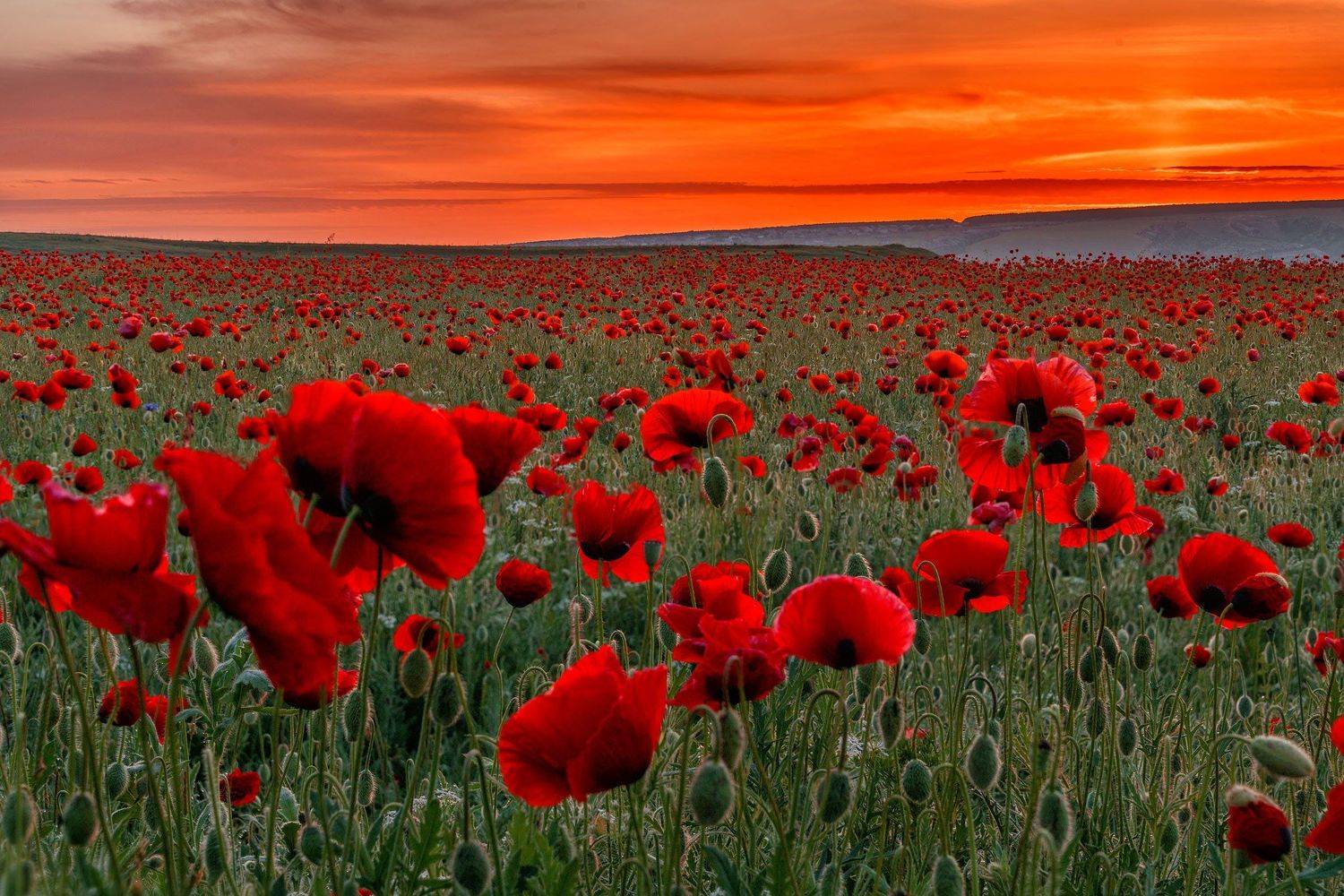 Фототуры с Владимиром Рябковым, Крым, маки, :  #Крым #Crimea #crimea_life#topnature #russpasibo #magic_shots #lovelyRussia #sunset_vision #exclusive_sky  #exclusive_shots #loves_russia2 #photoarena_nature #nature_sultans #nature_perfection #rsa_sky #rsa_s, Владимир Рябков