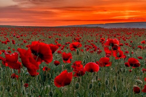 Маковое поле на закате. Крым.