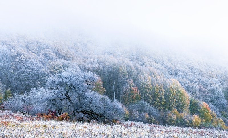 Про позднюю осень и туманное утро... фото превью