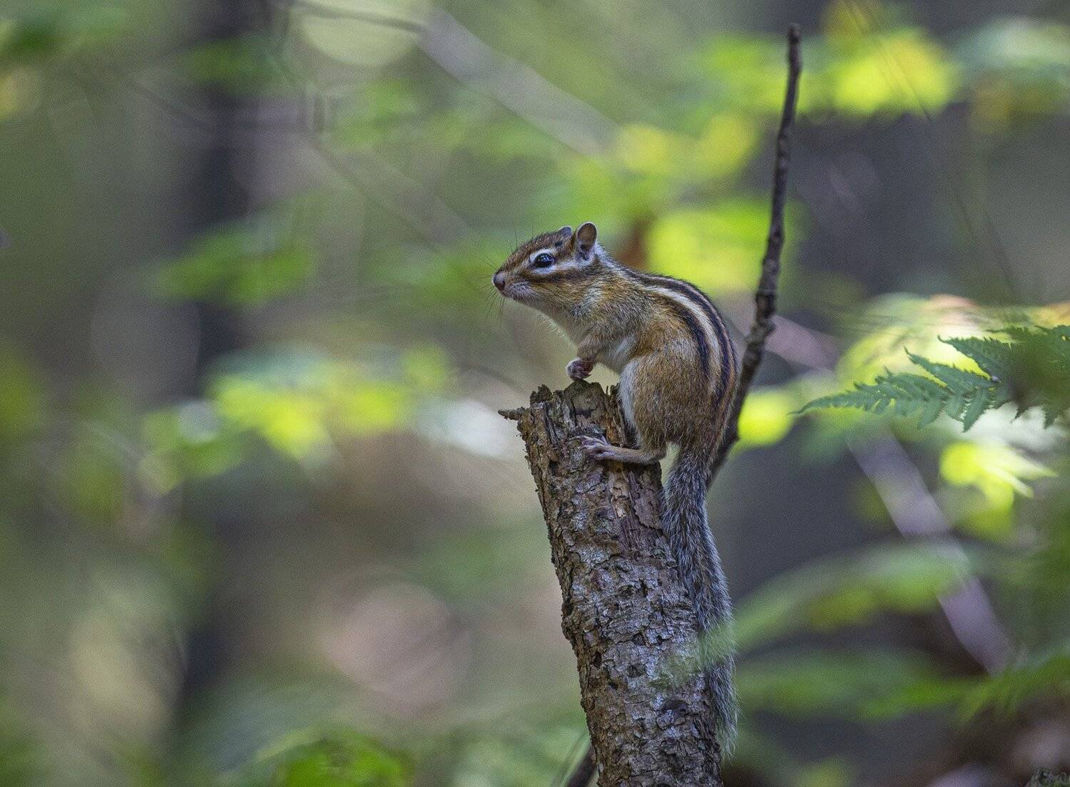 бурундук, Евгений Слободской