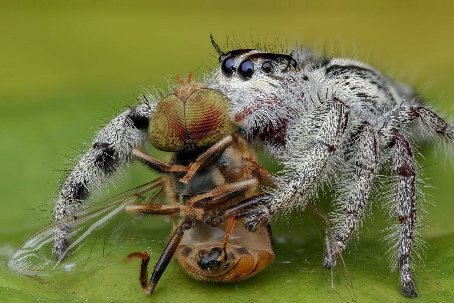 Hyllus jumping spider Handheld Focus stacking , Tran Tuan