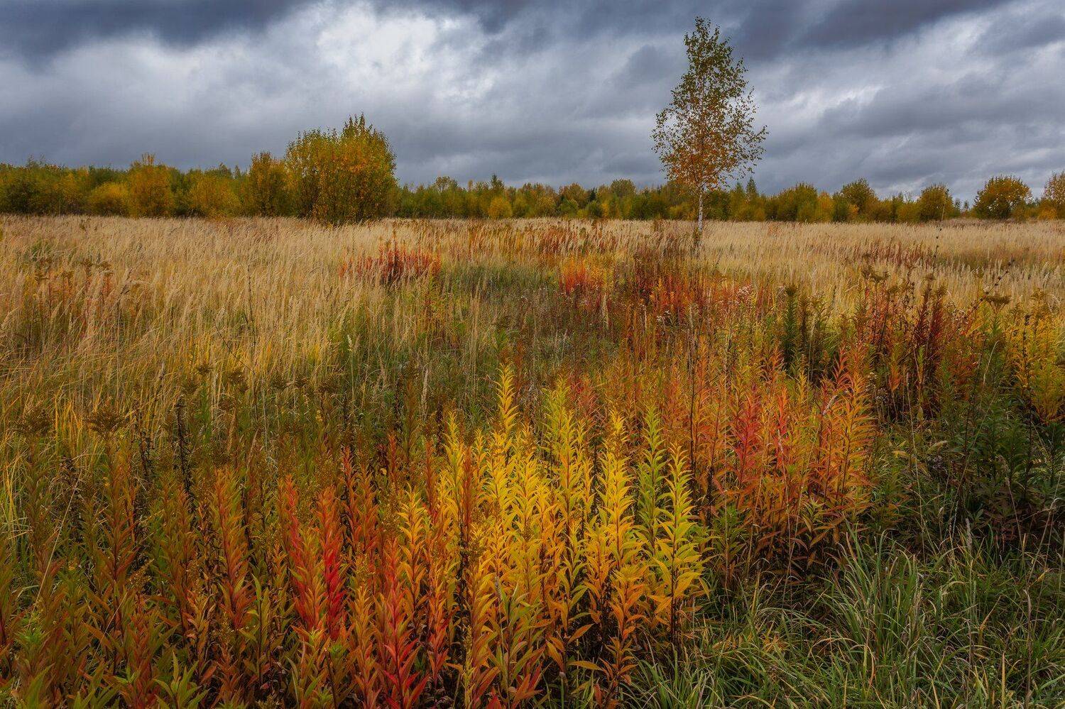 природа, пейзаж, осень, настроение, краски, Мартыненко Дмитрий