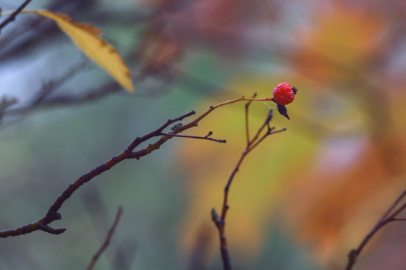 юпитер-37а, manual lens, мануальная оптика, beautiful, красивый, moment, момент, nature, природа, осенний, autumn, осень, berry, ягода, red, красная, branch, ветка, fog, туман, Яркая искорка в туманной безмятежности… фото превью