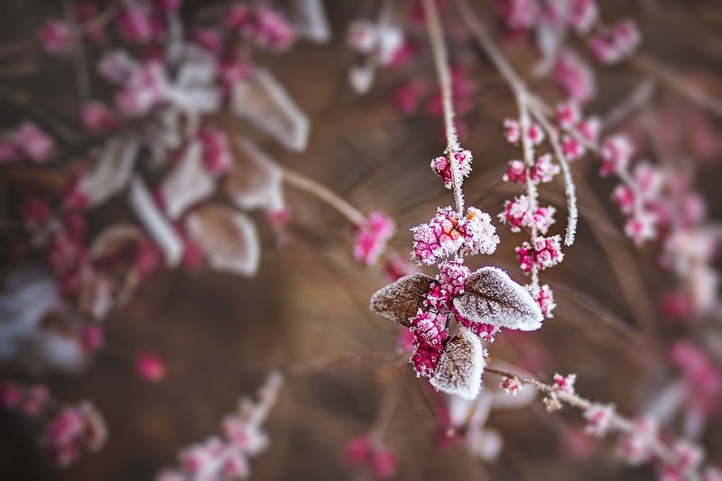 южный, урал, губерля орск, новотроицк Заморозки фото превью