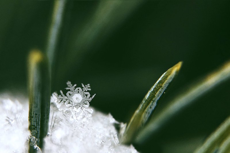 Снежка. фото превью