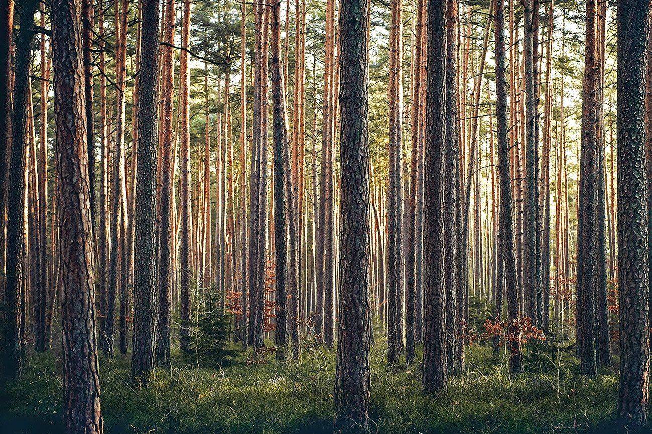 бузулук, бузулукский бор, сосны, Качурин Алексей