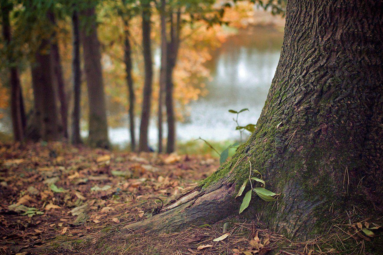 алтай, ледник актру, актру, алтайский край, долина, весна,осень, лиственницы, ледник,ледники, Качурин Алексей