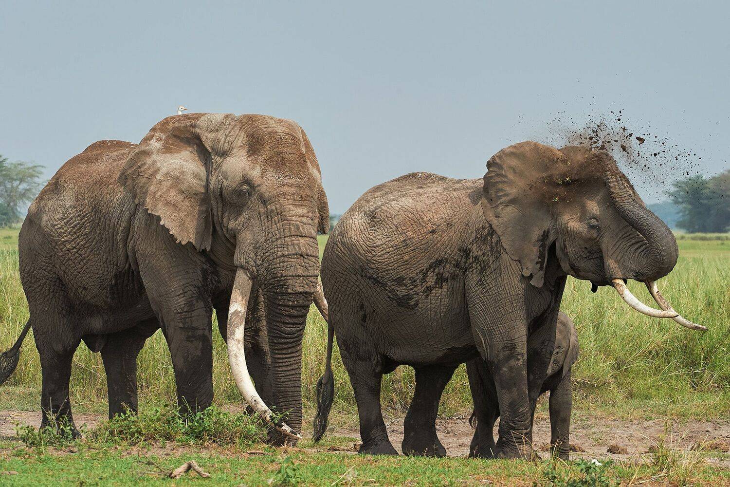 , Калин Ботев