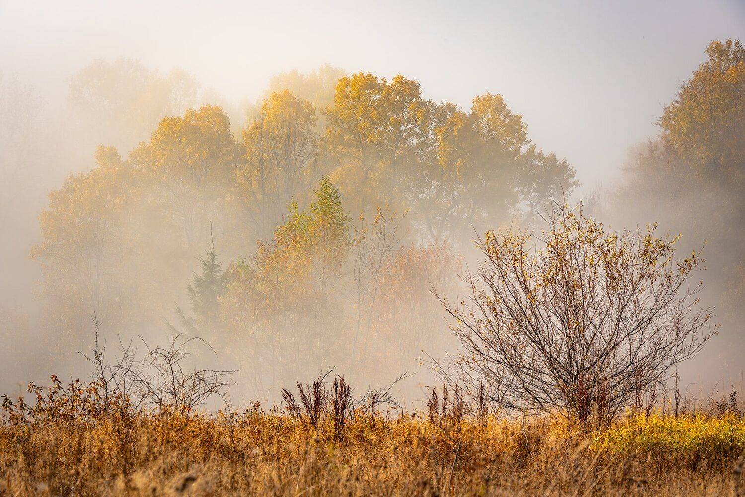 карпаты. осень. туман, Татьяна Степанова