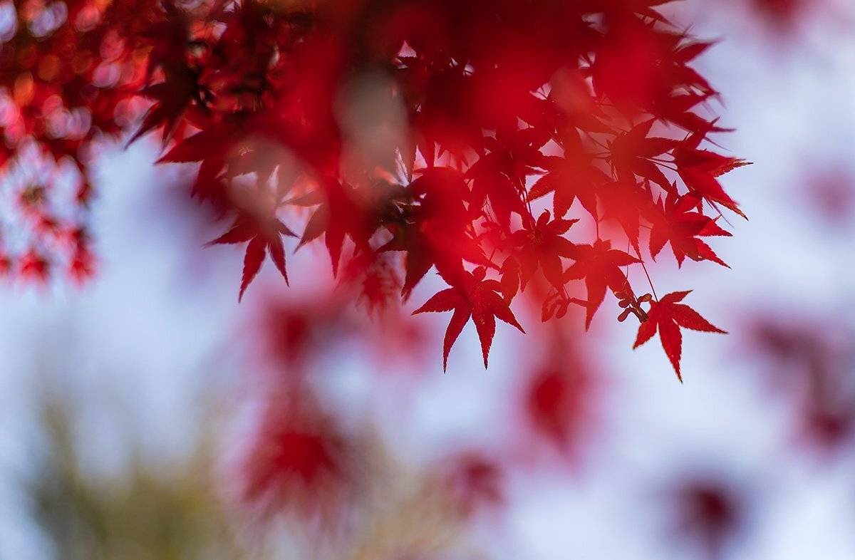 , Александр Земляной