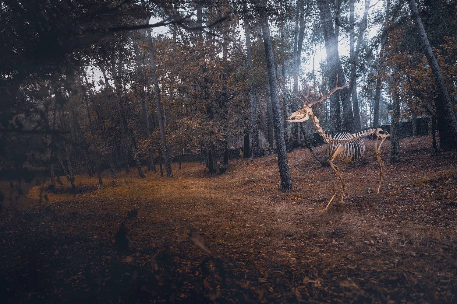 conceptual, nature, earth, planet, animals, forest, envoirenment, Antonio Coelho