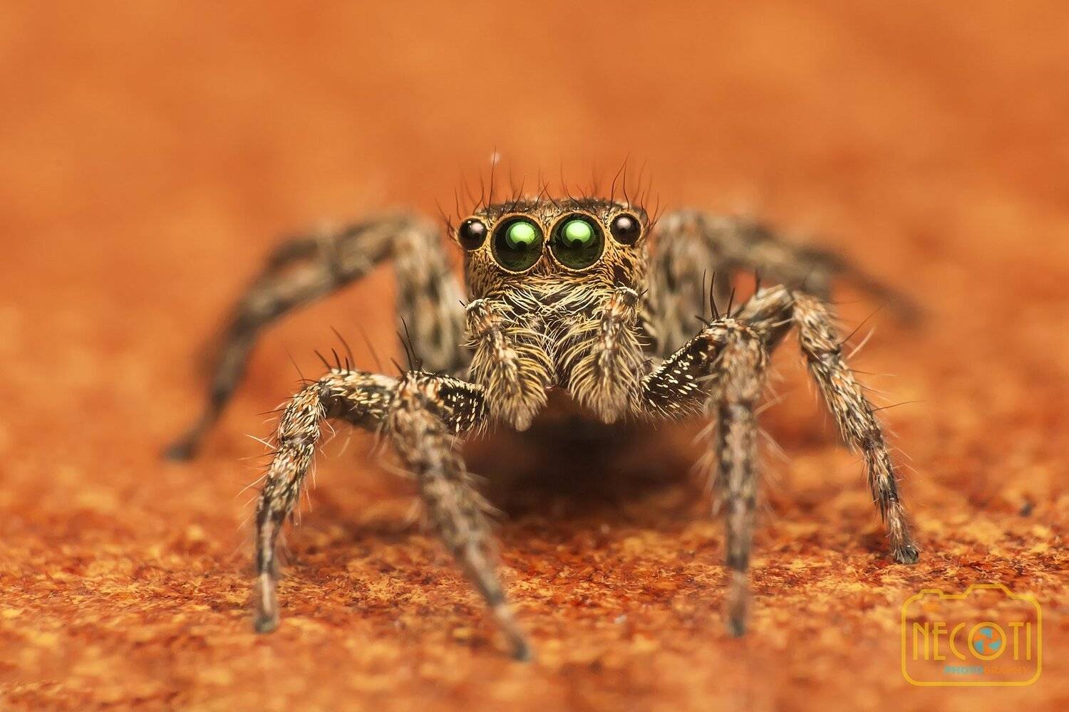 spider, insect, small, macro, close up, NeCoTi ChonTin