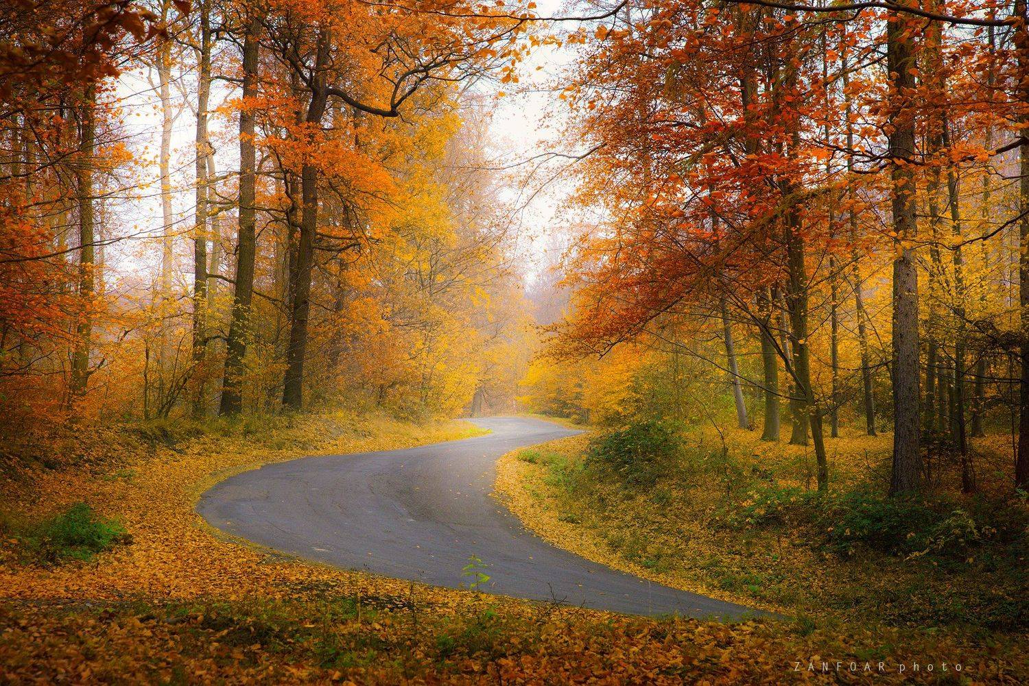 сцена осени, осени,осень дорога, деревья ,листья, цвета, осеннее настроение,zanfoar,czech republic,bohemia,moravia,nikon d 750,moravia,чехия,  Zanfoar