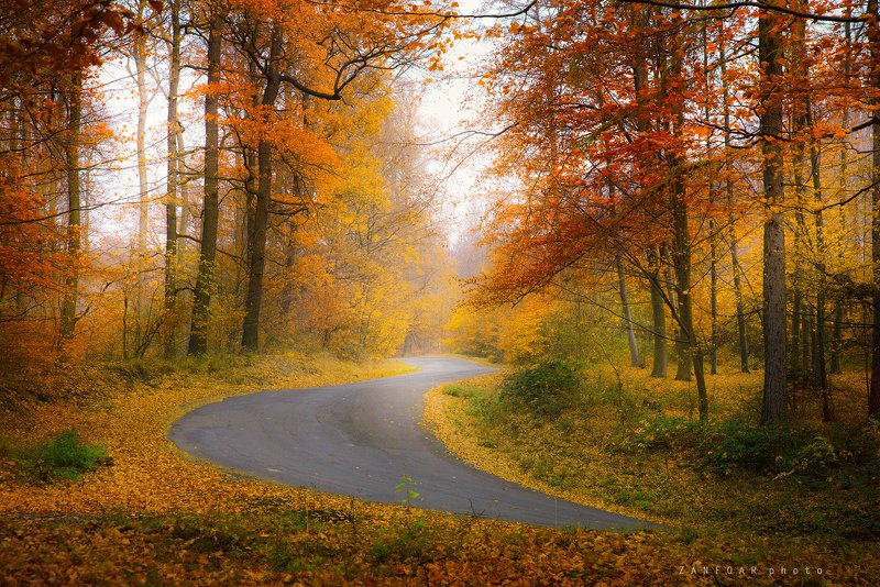 сцена осени, осени,осень дорога, деревья ,листья, цвета, осеннее настроение,zanfoar,czech republic,bohemia,moravia,nikon d 750,moravia,чехия сцена осени фото превью