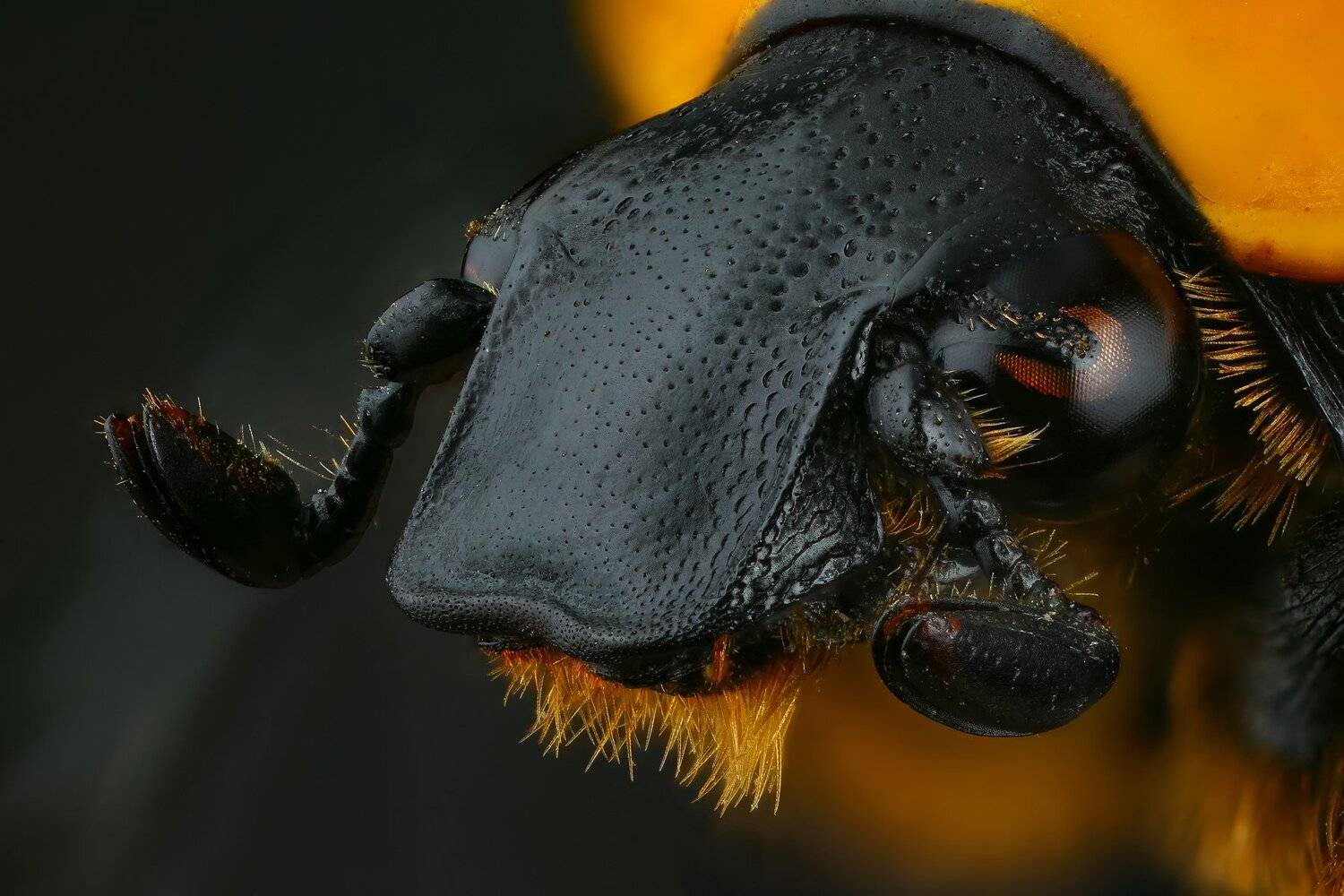 жук макро природа усы цвет черный коричневый желтый портрет, Андрей Шаповалов